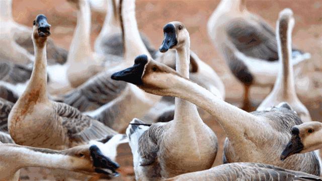 盐步美食农庄,盐步有名的农庄