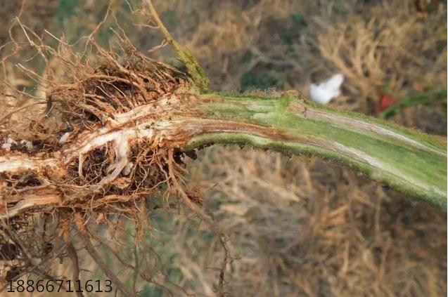 番茄茎杆变黑枯萎怎么回事,番茄黑茎病怎么治