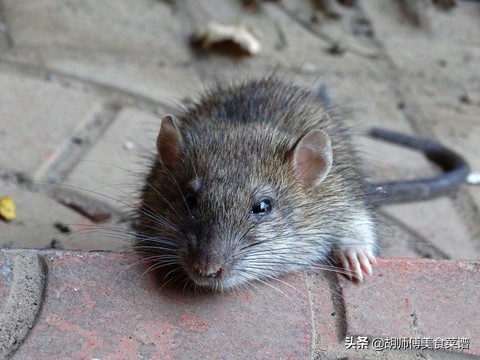 除了蝙蝠外的十二种野生动物,除了蝙蝠还有哪些野生动物不能吃