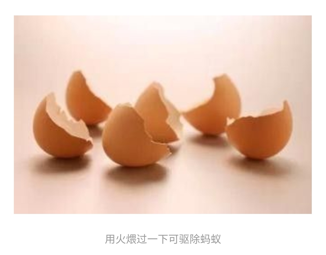 家里有蚂蚁驱除妙招,驱除蚂蚁最有效的方法