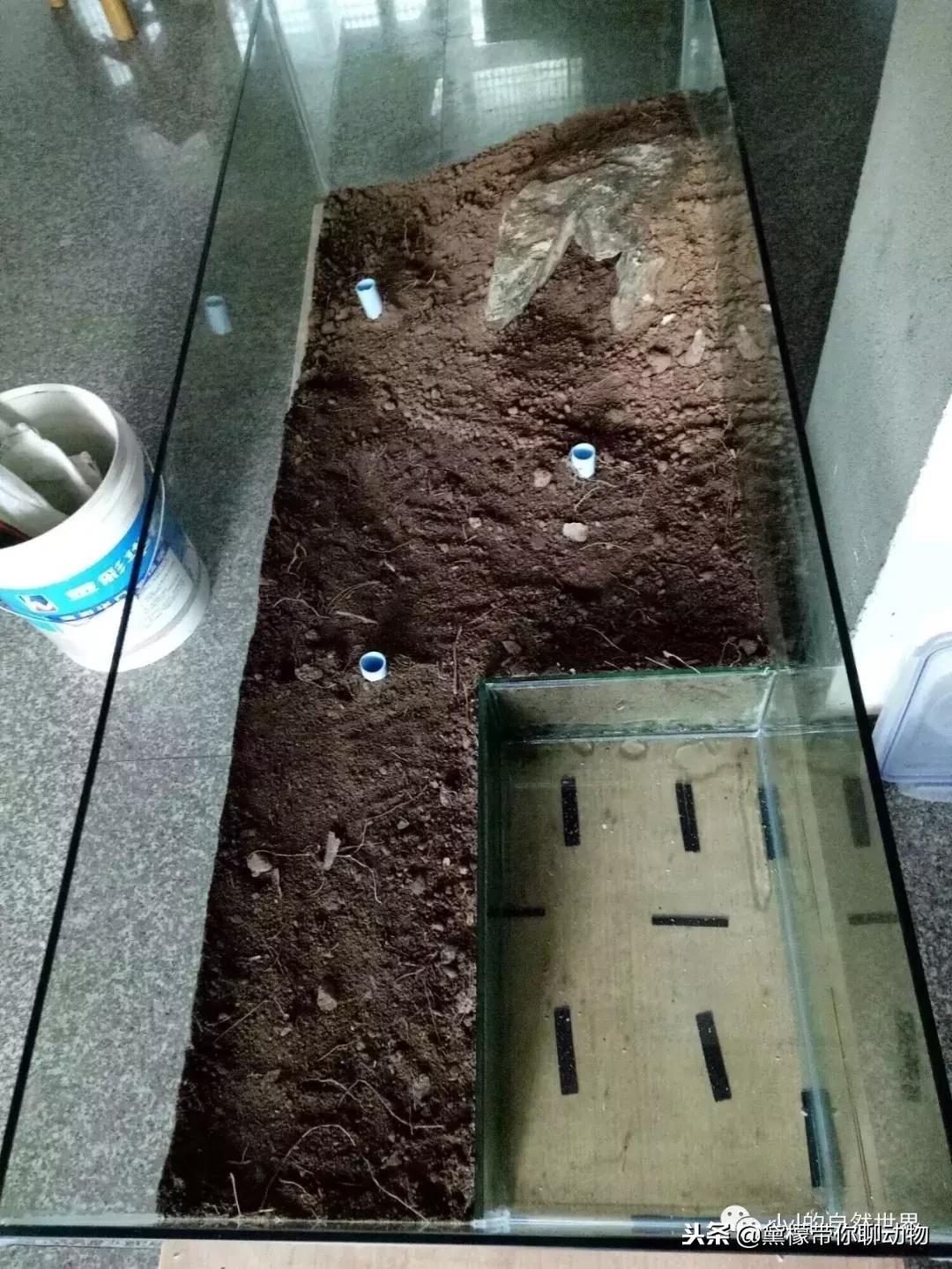 丛林造景黄缘龟池设计图大全,龟宝宝黄缘龟生态缸造景教程