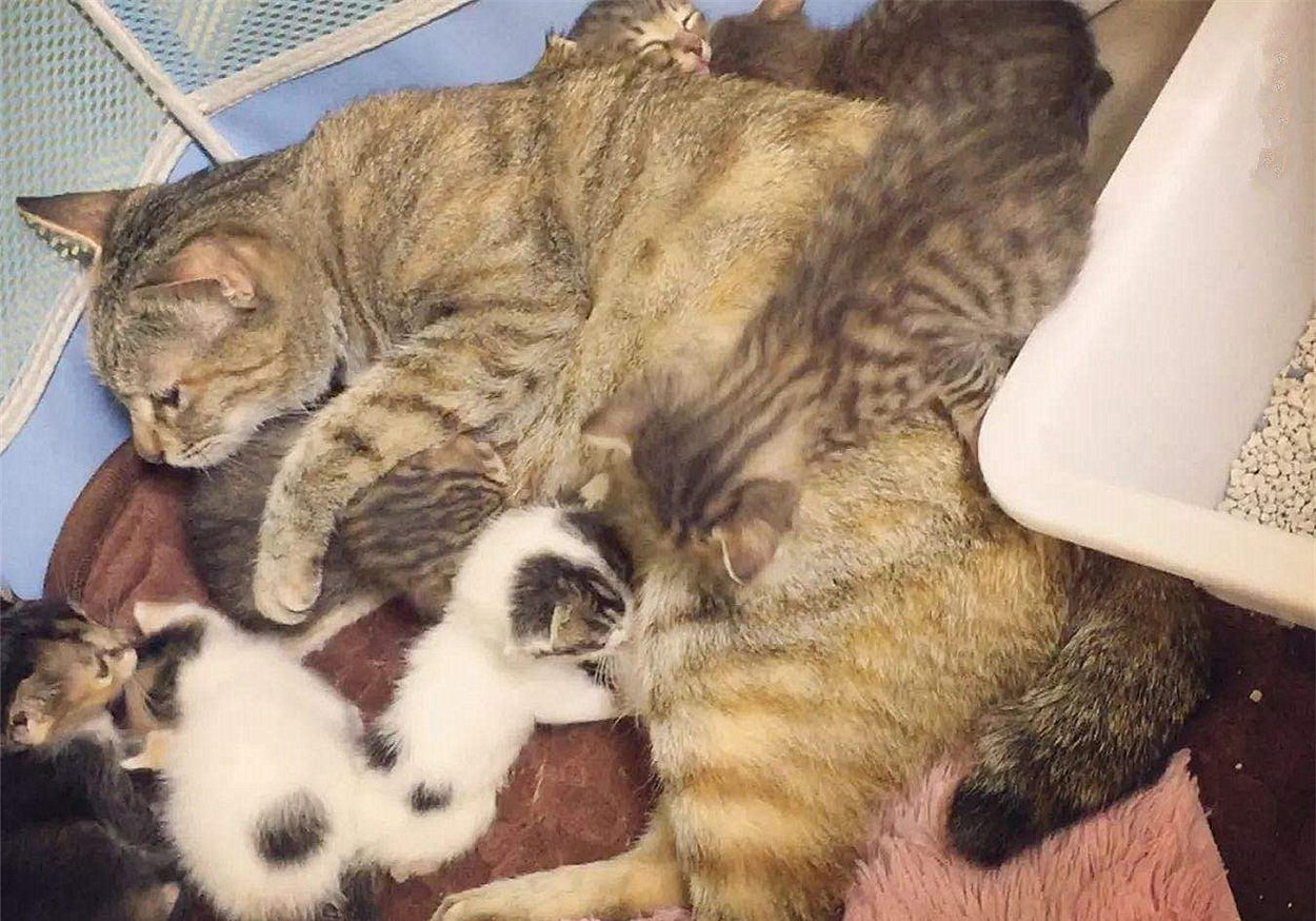 如果母猫不断奶会有乳腺炎,母猫断奶后需不需要打回奶针