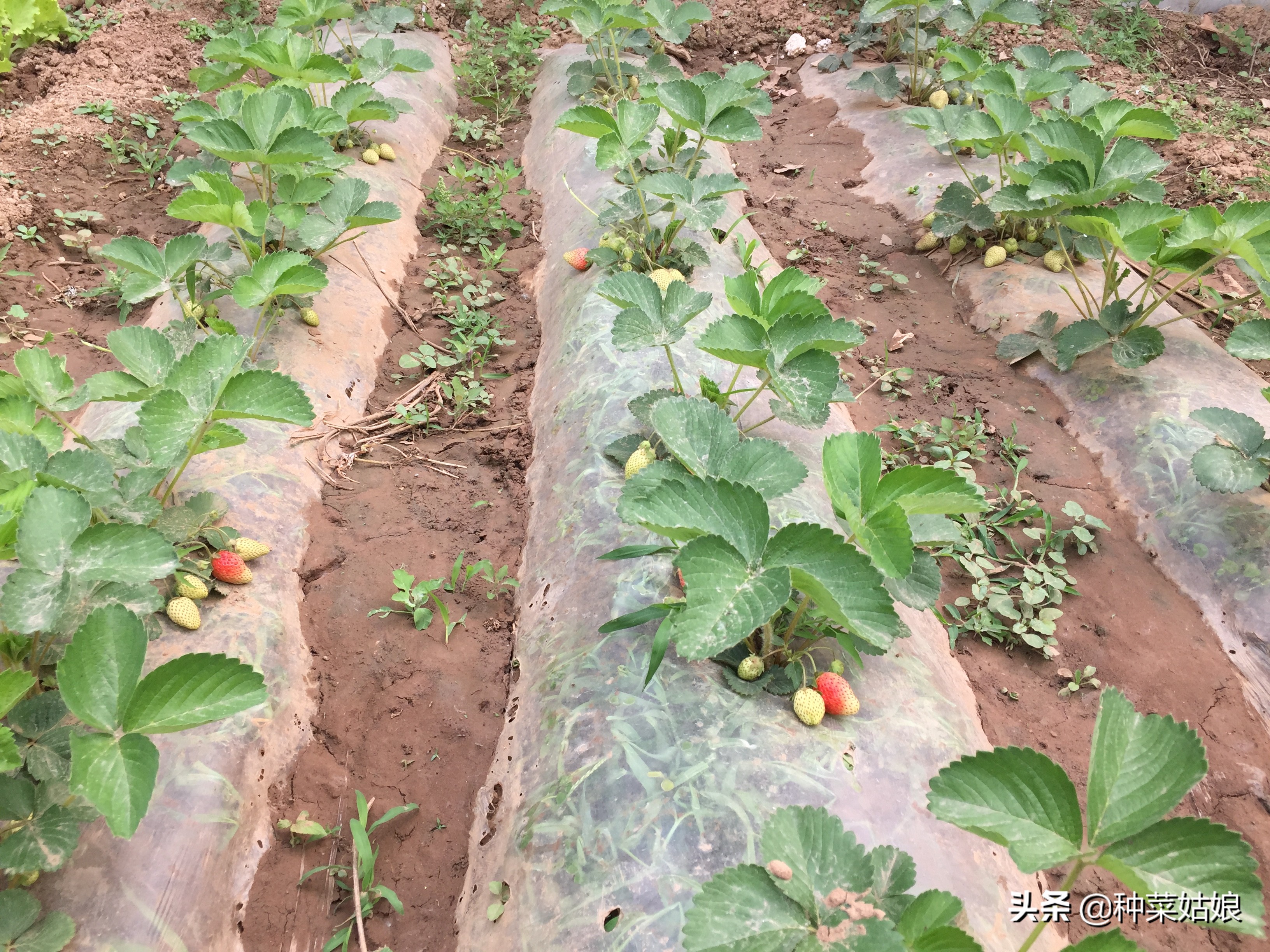 种植蔬菜枯萎了怎么补救,种植蔬菜烂根烂叶怎么回事