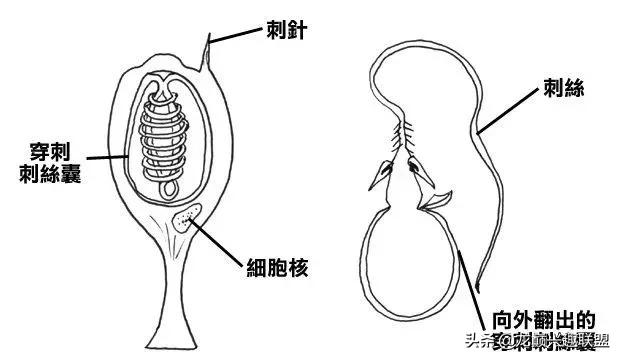 珊瑚到底有多可怕,珊瑚到底有多残忍