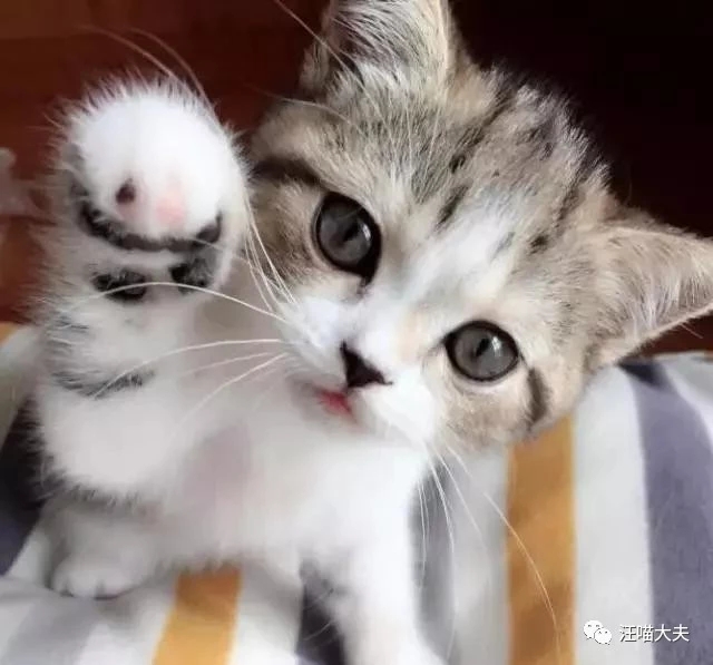 宠物猫如何照顾新生的小奶猫,没断脐带的小奶猫怎么照顾