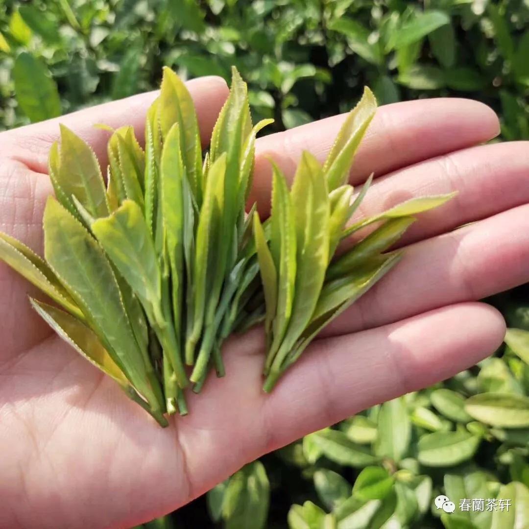 喝茶四个等级,喝茶有四层境界最高境界是什么