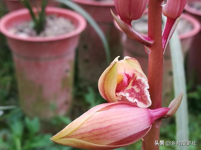 根系不好的兰花新上盆多久服盆,兰花上盆直接浇水还是服盆浇