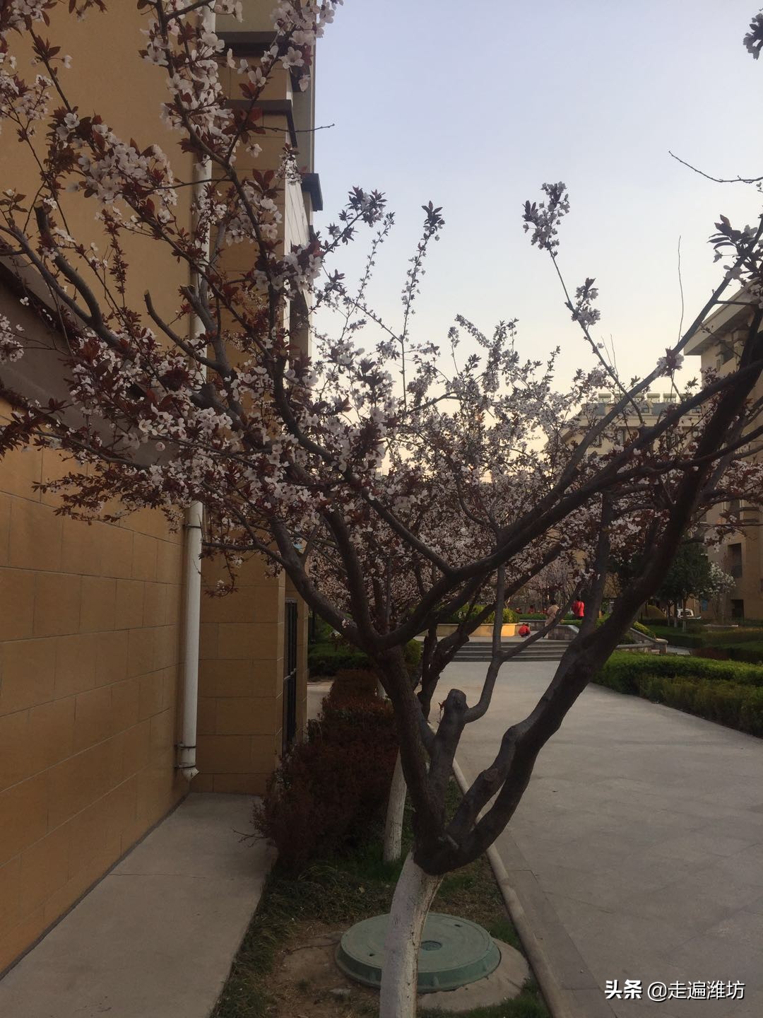 潍坊寒亭恒信首府商铺,潍坊寒亭恒信首府地址