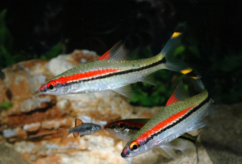 热带鱼白点病最有效的方法,热带鱼白点病是什么样的