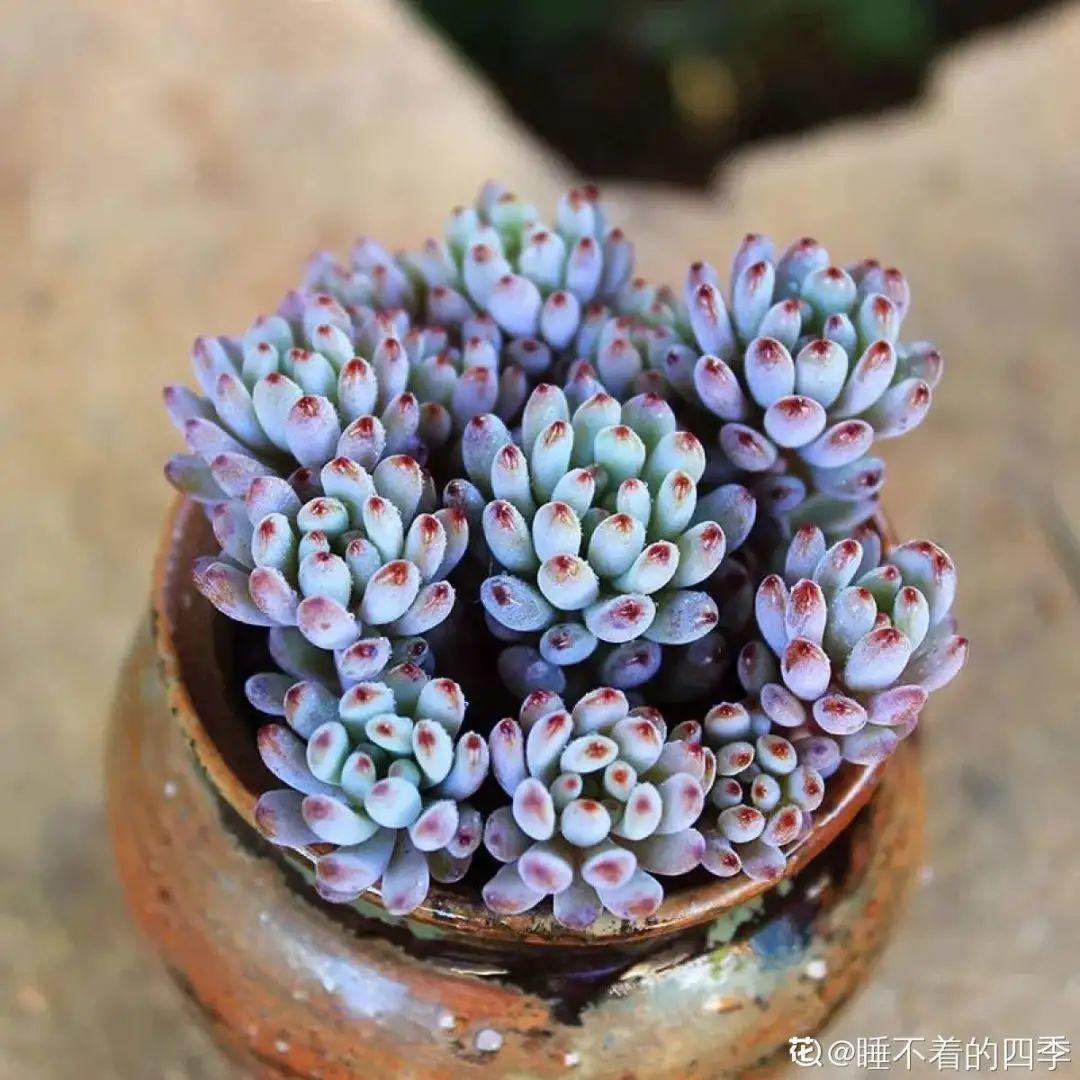 耐养的香水花,种室内香水花