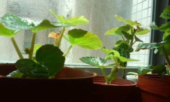 丽格海棠的种子,丽格海棠花种子什么样的