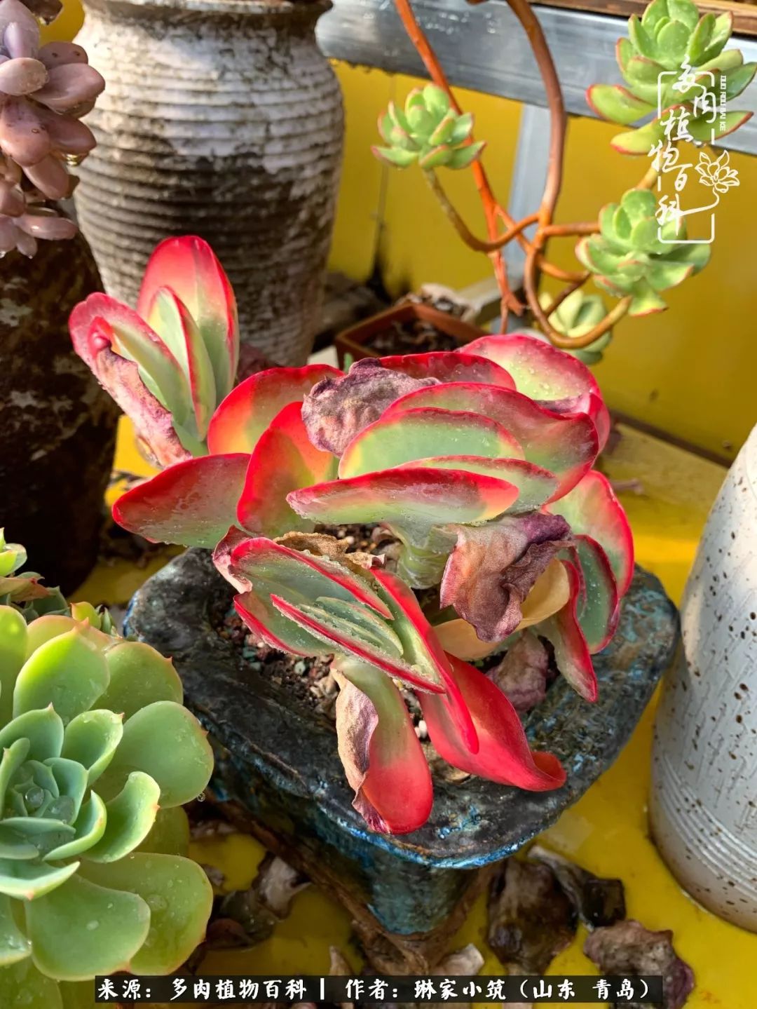 多肉冬季搬进屋里前需要浇水么,多肉过冬