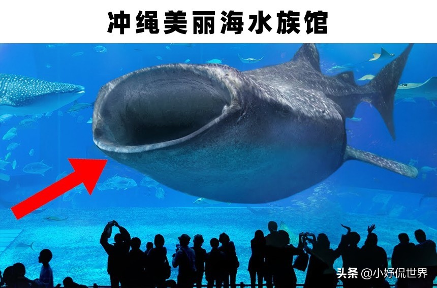 全球最大的三个大型水族馆,世界最著名的淡水水族馆