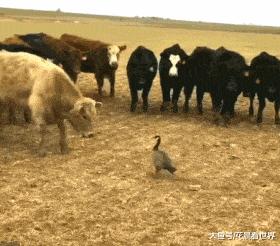 终于下班了搞笑gif图片,搞笑gif上班的时候打瞌睡尴尬了吧