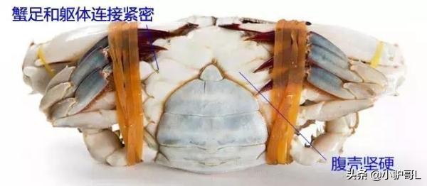 海鲜干货推荐烟台店有哪些,烟台海鲜干货怎么挑