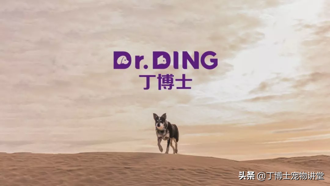 宠物狗基础护理知识大全,狗狗产后低血钙怎么在家急救