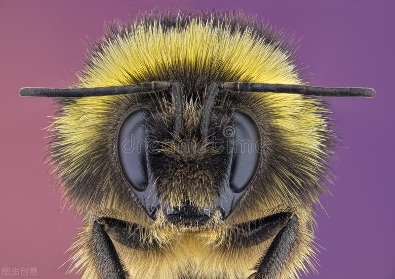 “蜜蜂眼儿”的由来