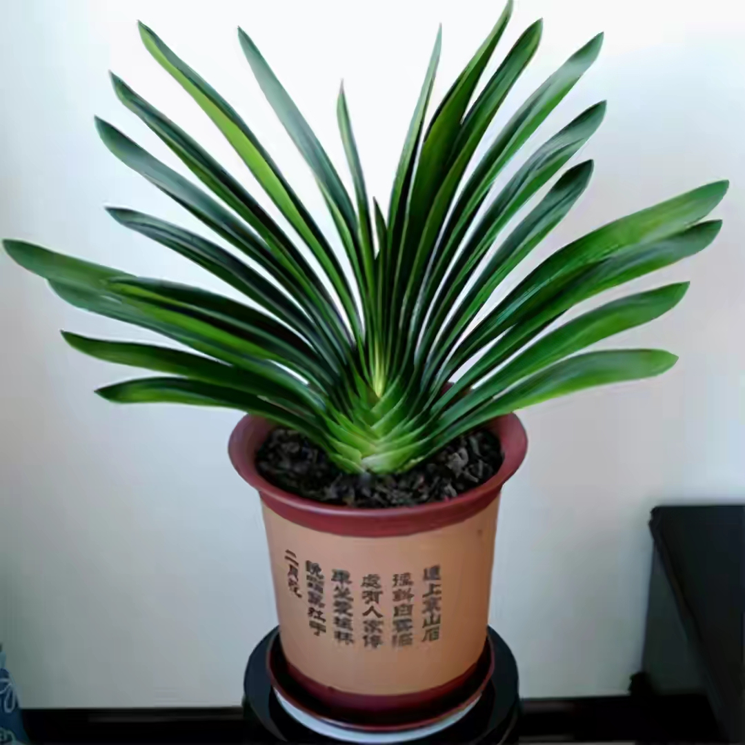 净化空气而且对身体好的花,净化空气对人身体有益的花