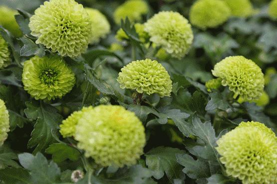 未来10天预警，深圳最最最最火的地方在这里，美女都赶来打卡