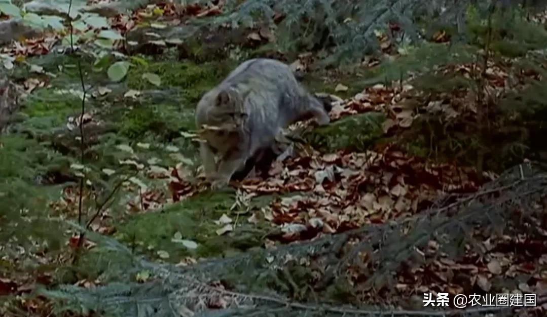 夜里狗狂吠不止,狗狗半夜狂吠不止主人不理