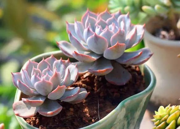 最全多肉图鉴大全,图鉴植物