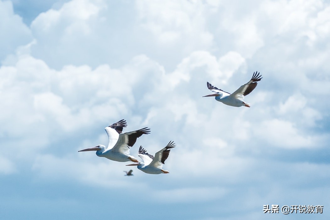 深圳开锐教育入户靠谱吗,开锐教育优惠