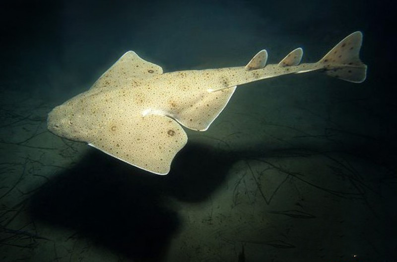 观赏鱼鲨鱼种类图片大全,鲨鱼百科知识大全幼儿