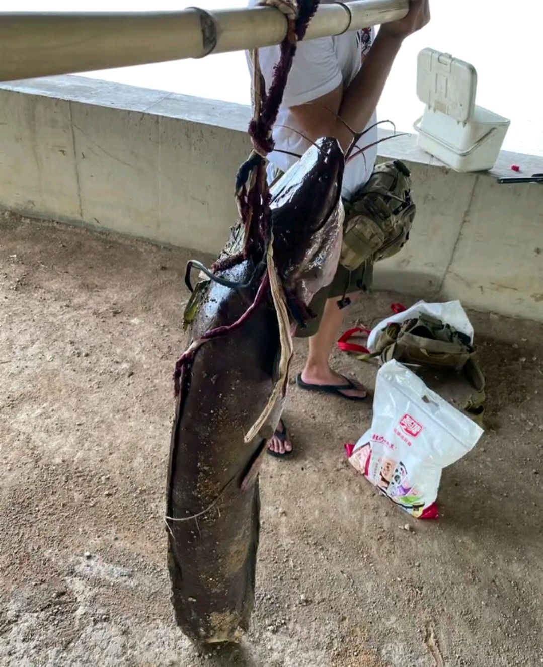 十大入侵最严重的鱼,入侵我国最惨的物种鱼