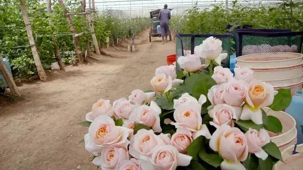 世界最大鲜花市场的销售全过程,全球最大的鲜花交易市场排名第一