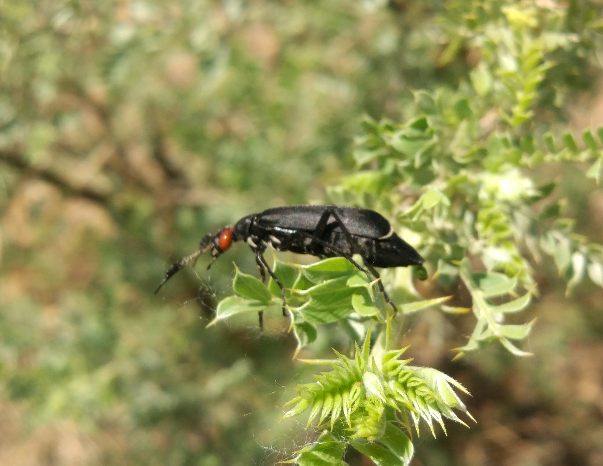黄芪主要病虫害,黄芪田间杂草防治
