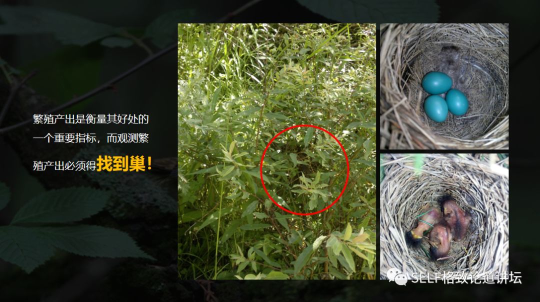 科学家如何观察植物,鸟类的研究方法