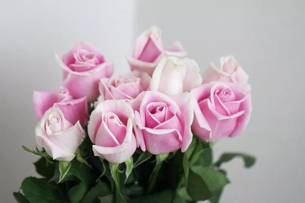 花店必备的5款玫瑰,花店最常用什么品种的玫瑰花