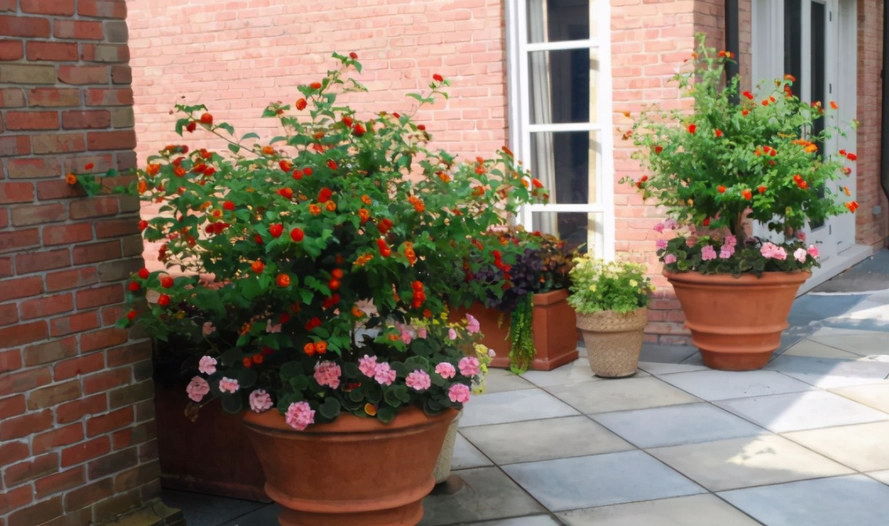 新手如何养好花卉,新手盆栽花怎么养