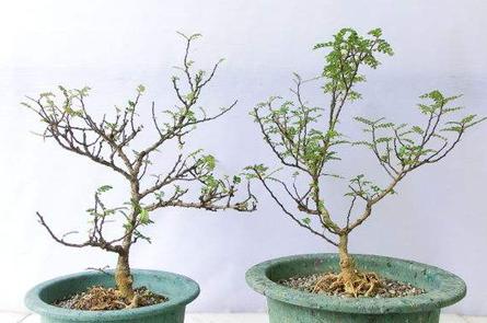 胡椒木盆景的养殖方法和技术图片,胡椒木盆景的造型都有哪些