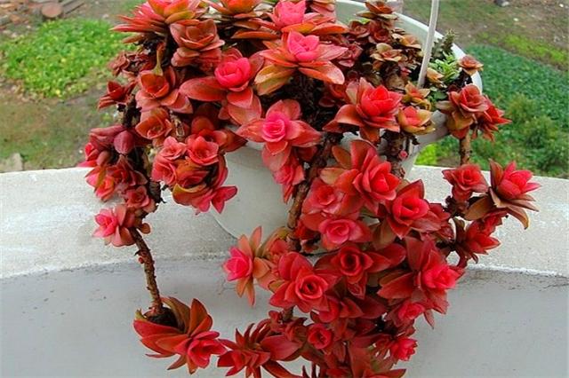 多肉火焰养护,多肉植物大红火祭养法