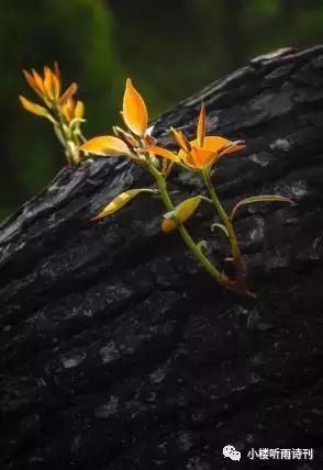 著名儿童文学家说寓言是一个魔袋,寓言是一个魔袋仿写