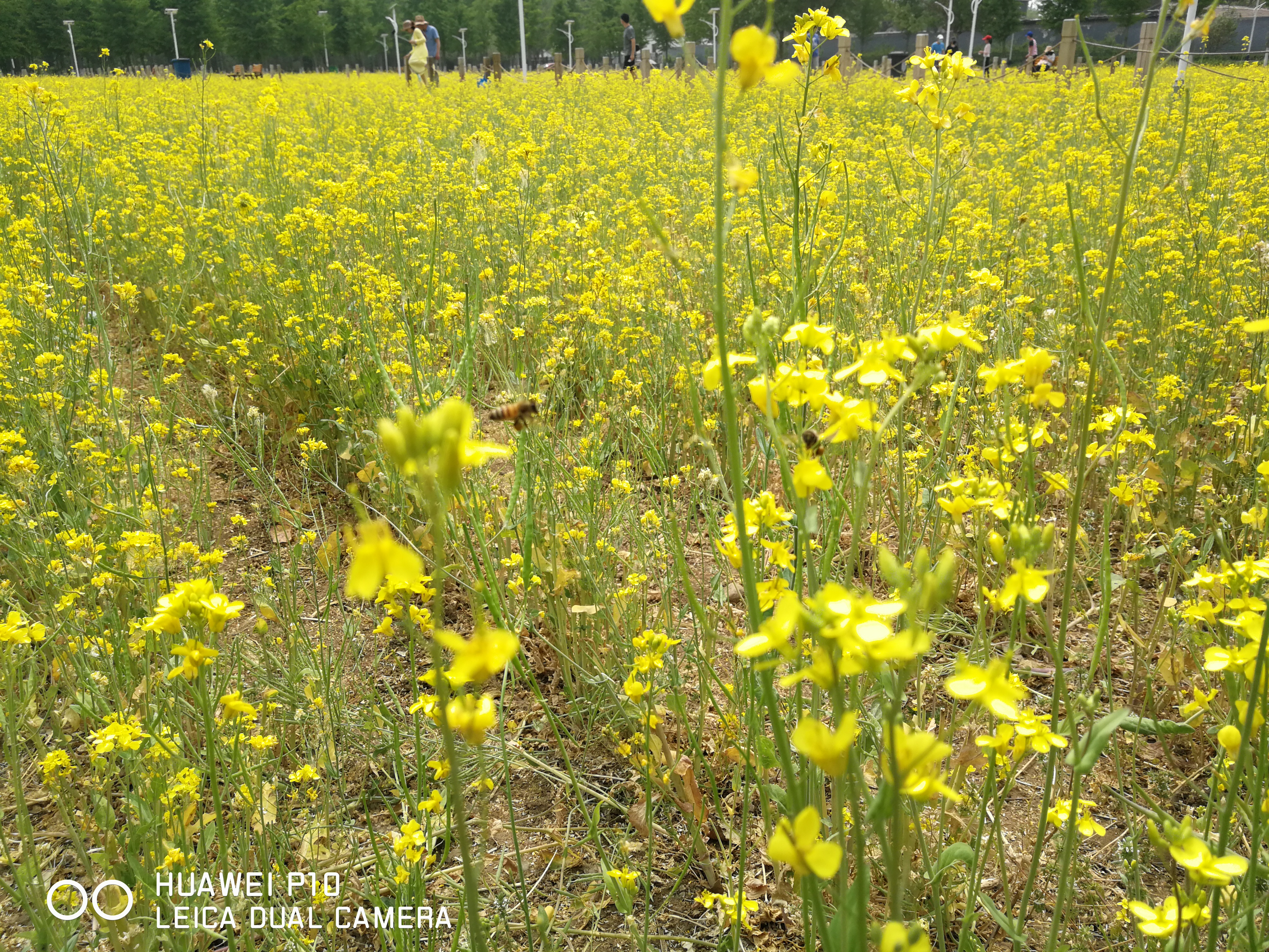 北京油菜花田风景,北京田村油菜花海全攻略