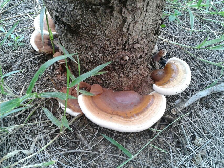 野生灵芝和人工灵芝的差异 (野生灵芝和人工种植灵芝的区别)