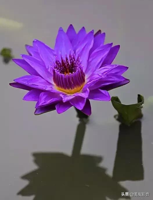 江南可采莲莲叶何田田全诗讲解,有关莲的古诗词大全