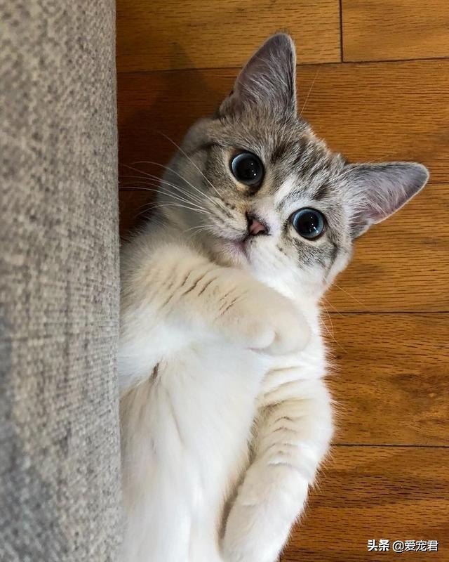 铲屎的时候猫就过来了,铲屎的时候猫咪会冲过来