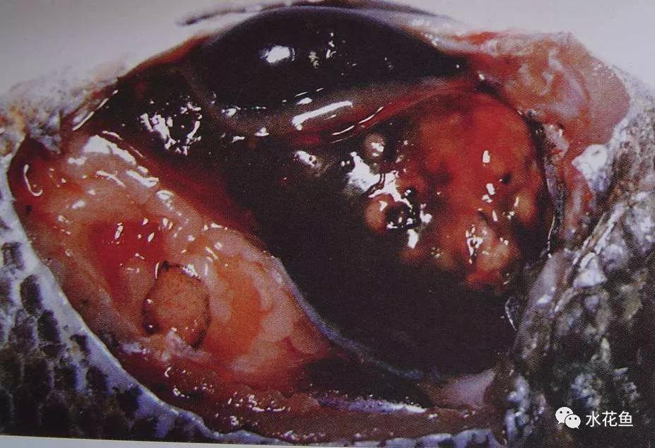 越冬综合症鱼病要多久能治好,鱼瘟病是怎么回事