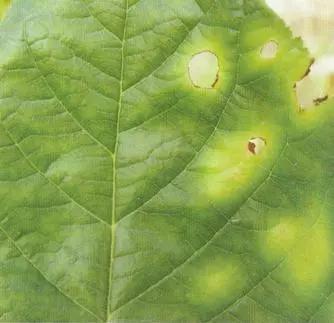 樱桃常见病虫害有哪些,樱桃常见病虫害有哪些症状