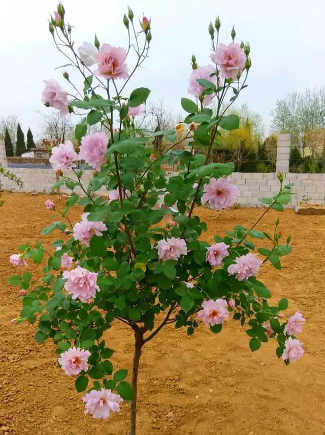 兰馨花怎么养,兰馨花的种植方法