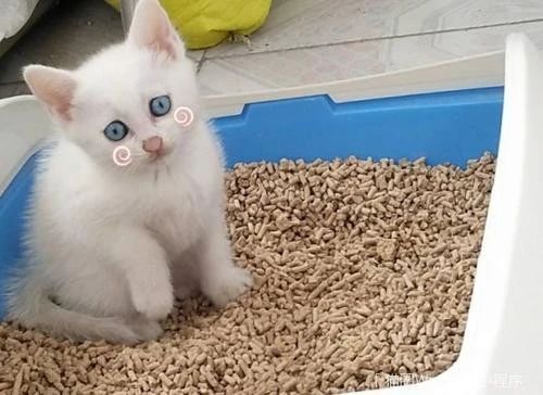 猫崽软便带血怎么办,成年猫咪便便有血什么原因