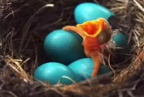 古人是怎么打胎的,古人对堕胎的看法