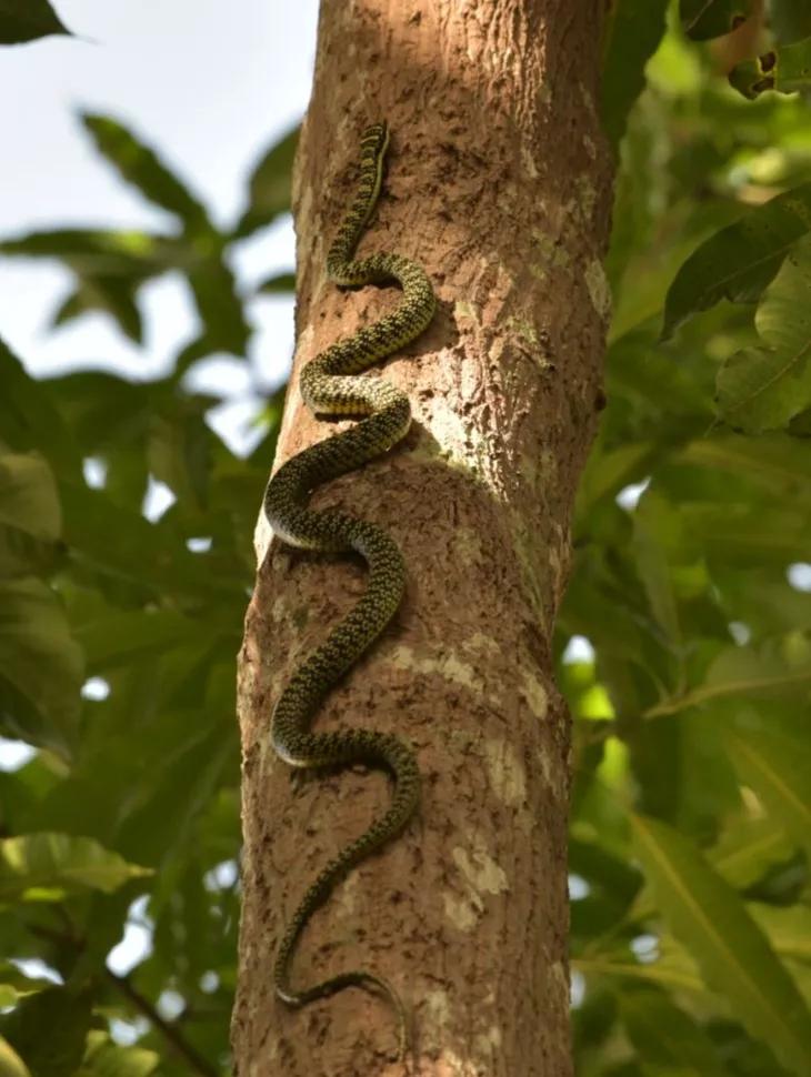 毒蛇被蜜蜂蛰死,毒蛇吃成大胖子