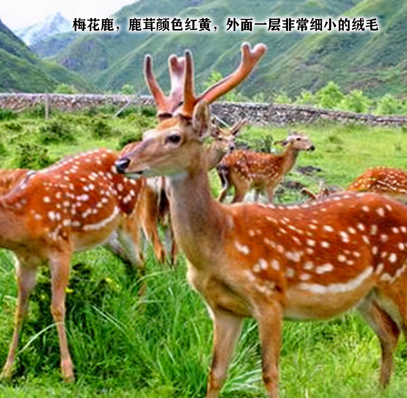 鹿茸片你买对了吗？学习一下再下手吧