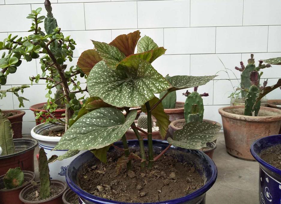 大盆栽花怎样添土好看,如何给大盆花换盆不破坏盆