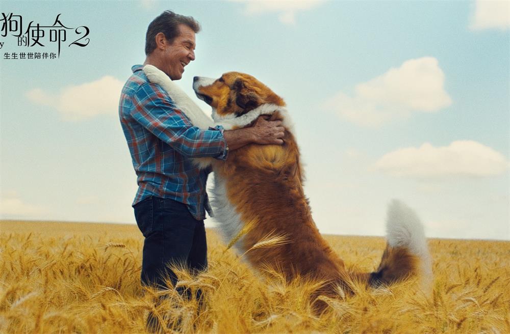 一条狗的使命2贝利最后去哪,一条狗的使命2伊森再次认出贝利