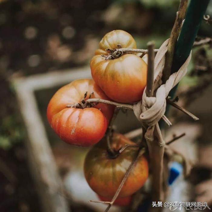 连续阴雨天番茄容易出现什么病害,连续阴雨天番茄该怎么管理